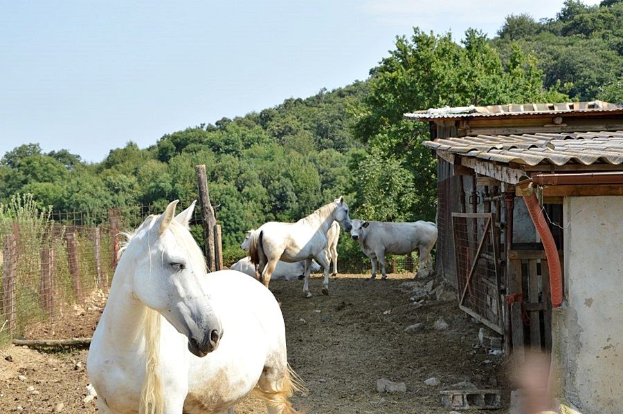 מלון ריבולי Cascina Scola מראה חיצוני תמונה